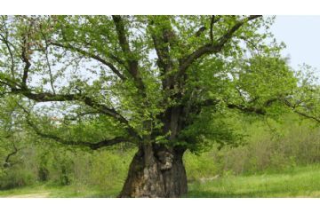 La Castagna Granda[1][2], chiamata anche Castagna Grosa[3], è un albero monumentale sito nei terreni della cascina Avai in località Prella della Castagna Grossa a Monteu Roero in provincia di Cuneo.