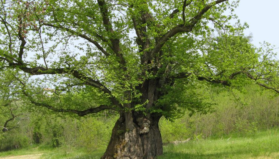 La Castagna Granda[1][2], chiamata anche Castagna Grosa[3], è un albero monumentale sito nei terreni della cascina Avai in località Prella della Castagna Grossa a Monteu Roero in provincia di Cuneo.