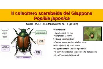 Popillia japonica - Piano d’azione per 2026 per i comuni ricadenti in zona infestata